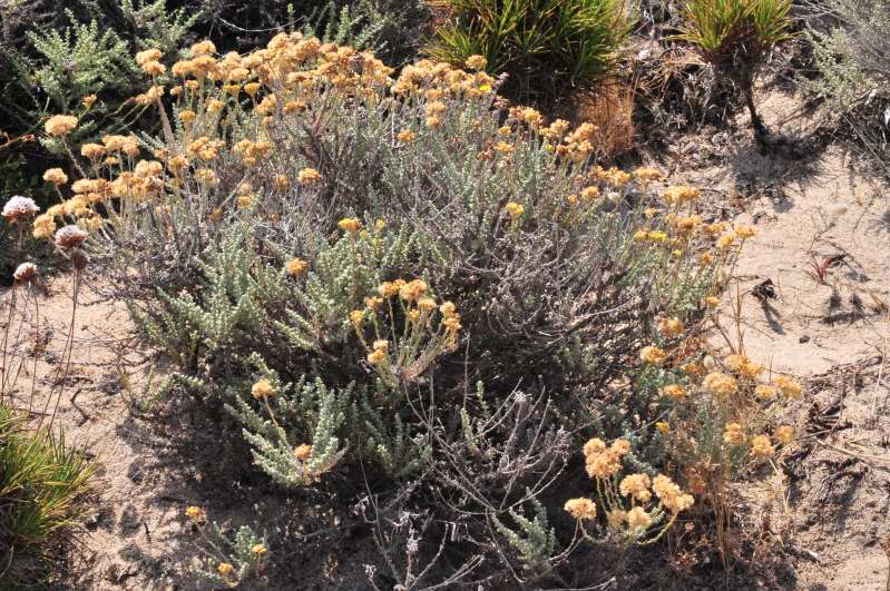 Helichrysum italicum subsp. tyrrhenicum / Perpetuini d''Italia